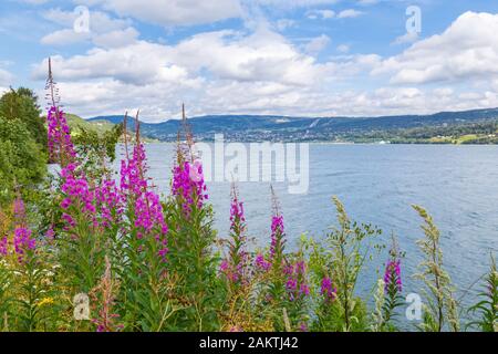 Vista sulla città di Lillehammer, regione Innlandet in Norvegia con sanguisughe viola (Lythrum salicaria) di fronte Foto Stock