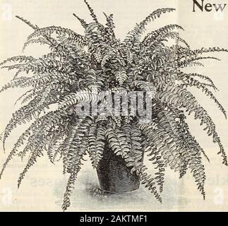 Nuova guida floreali : autunno 1906 . equipaggiate di letame è la bestfertilizer, ma quando questo non può essere dovuto, possiamo inviare ourImproved cibo vegetale (.Un altamente fertilizzante concentrato,prepaied appositamente per piante e fiori). Per posta o ex-press, in qualsiasi momento desiderato. Vedi circolare in tliis libro. Il trattamento dopo la fioritura-quando la pentola lampadine sono doneblooming possono essere impostati lontano in qualsiasi luogo fresco e secco andleft poche settimane per maturare, dopo i quali essi possono essere shakenout del suolo e immagazzinate lontano fino a quando il tempo al nuovo impianto trovanella caduta. Essi non possono fare come ammenda fiori secondseason come il primo, ma sarà di solito d Foto Stock