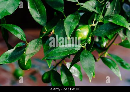 Vista ravvicinata dei frutti di Citrus x Floridana o limequat, è un citrofortunella ibrido che è il risultato di un incrocio tra la chiave e calce e th Foto Stock