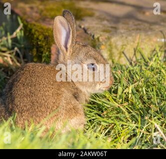 Vista laterale primo piano del simpatico coniglio bunny UK (Oryctolagus cuniculus) isolato all'aperto al sole estivo. Coniglio selvatico che mangia erba. Coniglietto di Pasqua. Foto Stock