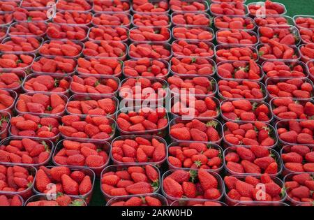 Gariguette fragole una vecchia varietà francese venduto nel mercato di Nay, Pirenei Atlantici, Nouvelle Aquitaine, Francia Foto Stock