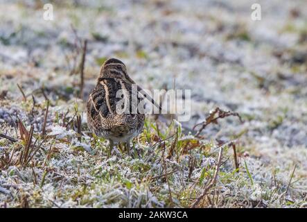 Vista posteriore di chiusura del Regno Unito beccaccino uccello (Gallinago gallinago) isolato all'aperto nel gelo invernale, in piedi sul suolo ghiacciato. Snipe dietro; lungo BECCO DI BECCACCINO. Foto Stock