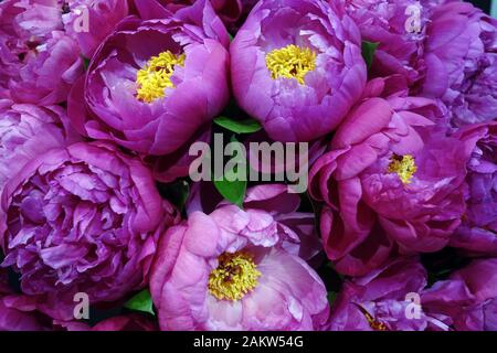 Rosa-rosa peonia cinese (Paeonia lattiflora) 'D. Alexander Fleming' in mostra al Harrogate Spring Flower Show. Yorkshire, Inghilterra, Regno Unito. Foto Stock