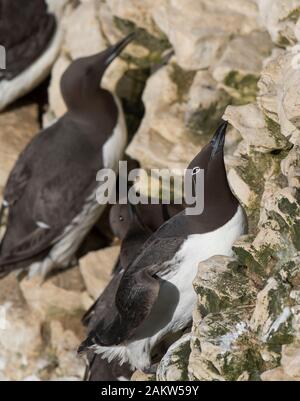 Close up di rara, raro imbrigliati guillemot pinguini (Uria aalge) nella colonia con altri comuni guillemots a RSPB Bempton Cliffs. Foto Stock