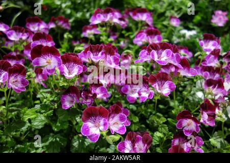 Grappoli Di Rosa Scuro E Pelargoniums Rosso 'Punta Cima Duet' Fiori Di Geranio In Mostra Al Harrogate Spring Flower Show. Yorkshire, Inghilterra, Regno Unito. Foto Stock