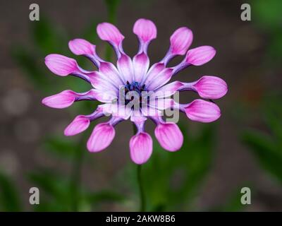 Closeup di un rosa Osteospermum o di un fiore di margherita africano, varietà Di Vortici rosa, in un giardino estivo Foto Stock