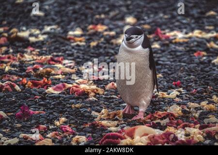 Il pinguino del chinstrap che cammina su pietre di terra rocciosa nella natura selvaggia dell'Antartide Foto Stock