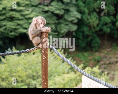 Baby Macaque giapponese di tenere su montante metallico a Monkey Park Iwatayama a Kyoto, Giappone Foto Stock