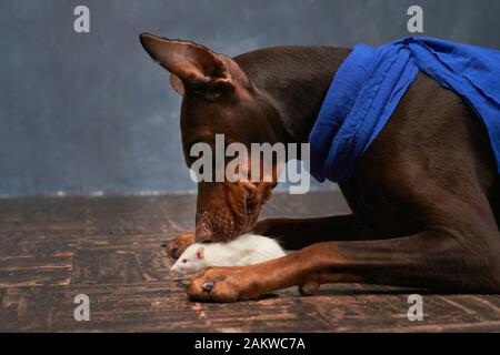 Doberman sdraiato sul pavimento, guarda correre il mouse Foto Stock