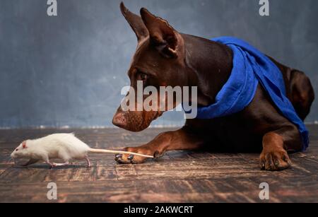 Doberman sdraiato sul pavimento, guarda correre il mouse Foto Stock