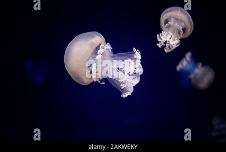 I meduse a botte, i meduse con coperchio a pattumiera o i meduse con bocca frilly sono una specie di scyphomedusa della famiglia Rhizostomatidae Foto Stock