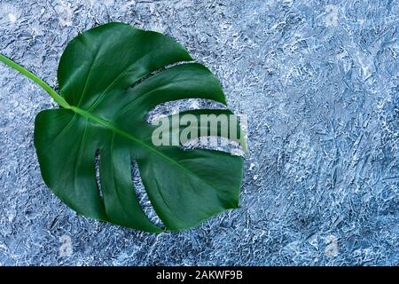 Foglie tropicali di Monstera su sfondo grigio. Layout creativo di vere foglie tropicali su sfondo verde. Concetto estivo. Immagine piatta con copia Foto Stock