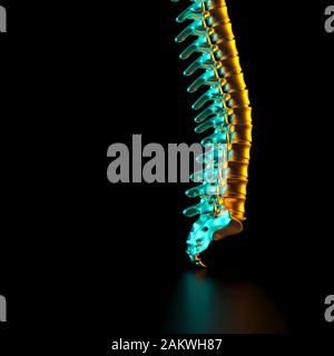 Le ossa della colonna vertebrale in colore oro, colorate luci laterali e sfondo nero. 3D render image. Salute e medicina concetto. Foto Stock