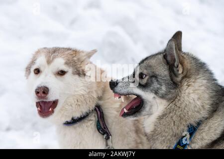 Husky cani abbaiano, morso e giocare nella neve. Funny slitte trainate da cani inverno giocare. Aggressivo siberian husky grin. Foto Stock