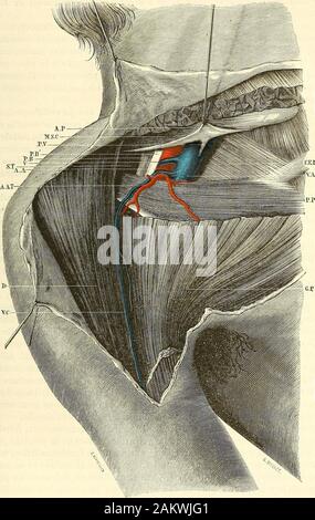 Traité d'anatomie topographique avec le applicazioni a la chirurgie . nt dossihcation apparaît le premier; cest lun parcontre des derniers à posséder figlio ossificazione complète. Lextrémité in terne en effet se développe par punto onu dossification indépendant de celui ducorps et elle ne se soude au reste de los que vers lâge de vingt ans. Je signalece fait, car nous savons que le travail physiologique qui saccomplit autour desépiphyses est assez souvent la source de phénomènes pathologiques tombe. B. DU CREUX SOUS-CLAVICULàlRE. Au-dessous de la clavicule existe une dépression qui fait pendant à ce Foto Stock