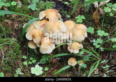 I cappnoidi di Hypholoma, noti come il Ciuffo di Conifer, funghi commestibili provenienti dalla Finlandia Foto Stock