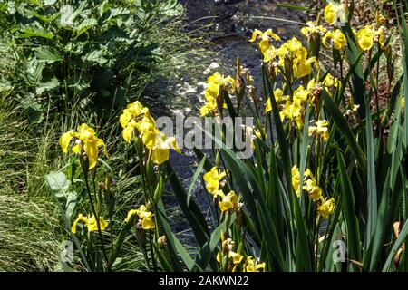 Giallo Iris pseudacorus che cresce accanto a un ruscello di giardino Irises fiori acqua umida umidità luogo bagnato Foto Stock