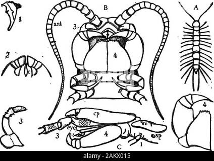 Prima lezione di zoologia : adatta per l'uso nelle scuole . Fi". 96o.-1. Il giardino in comune spider (Epeira): un, gamba; b, mascellare palpus;c, veleno-ganasce; e filiere. 2. Vista frontale della testa con otto simpleeyes e il veleno-ganasce. 3. Fine o( una ganascia: una, uscita del veleno-canal. 7.Palpus della femmina; 8, dei maschi di ragno. 6. Spine e artigli in corrispondenza di estremità di una gamba.4. Filiere, fortemente ingrandita. 5. Un singolo di seta-tubo.-Dopo Emerton.. Fig. 97o.-Struttura di un centipede. Un, Lithobius americantts, dimensione naturale.B, sotto il lato della testa e del primo corpo di due segmenti a e gambe, ingrandita: ant,antenna; 1. le ganasce; 2. firs Foto Stock