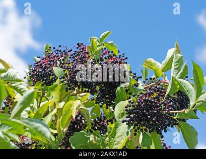Mature sambuchi sulla boccola Foto Stock