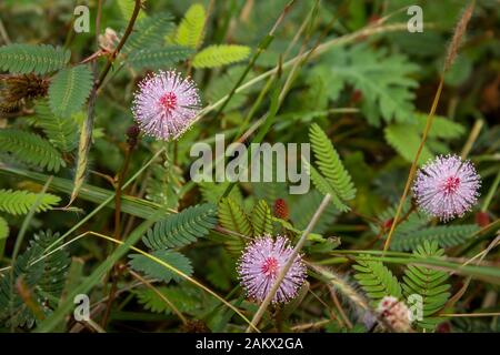 Mimosa pudica fiore da Masinagudi, Parco Nazionale di Mudumalai, Tamil Nadu - confine di Stato di Karnataka, India. Tocco me non pianta di fioritura. Foto Stock