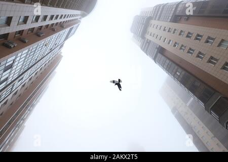 San Pietroburgo, Russia. Decimo gen, 2020. Un piccione battenti in cortile durante la pesante velatura. Credito: Sergei Mikhailichenko SOPA/images/ZUMA filo/Alamy Live News Foto Stock