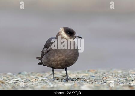 Artico / skua skua parassita / jaeger parassita (Stercorarius parasiticus) morph scuro sulla tundra in estate Foto Stock