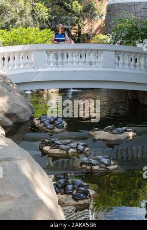 Hong Kong turismo - un turista che guarda i terrapins nel parco di Hong Kong; l'isola di Hong Kong, l'Asia di Hong Kong Foto Stock