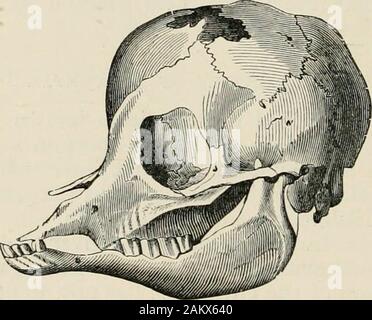 Un libro di testo di ostetricia veterinaria : comprese le malattie e gli infortuni accessorie alla gravidanza, parto e precoce età in alcuni animali addomesticati . anium del feto, portando a aproportionate ampliamento di quella regione. Questa condizione morbosa non è affatto raro nella specie bovina andEquine specie e alcuni degli esemplari di craniums trovati in museumsare meravigliosamente deformato, attraverso l'accumulo di fluido in theirinterior. Anatomia patologica. Questa condizione morbosa è riconosciuto da una più o meno exaggerateddevelopment o volume del cranio, la cui volta è beenel Foto Stock