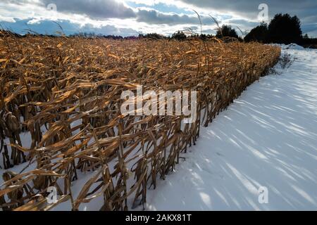 Campo di mais invernale in stato di essere mangiato dalla fauna selvatica Foto Stock