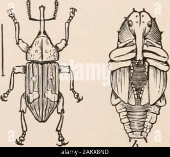 Entomologia per principianti; per l'uso di Young Folks, fruitgrowers, coltivatori e giardinieri; . Foto Stock