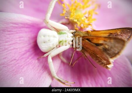 Macro scatto di un Whitebanned Crab Spider mangiare una farfalla Monarch su un Anemone giapponese. Foto Stock
