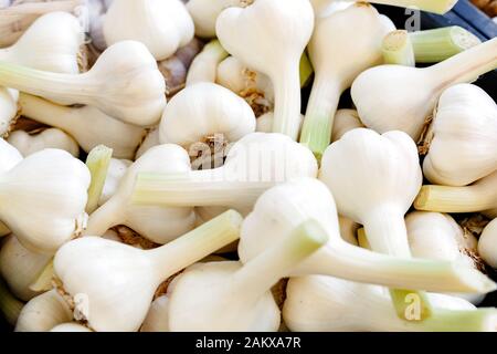 Aglio biologico fresco crudo come sfondo. Aglio giovane per la vendita al mercato o negozio degli agricoltori. Stock foto aglio come sfondo di cibo. Foto Stock