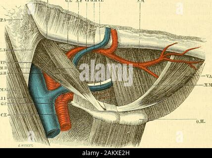 Traité d'anatomie topographique avec le applicazioni a la chirurgie . plus que les autres glandes salivaires exposée produzione àla des calculs. Sils sont dun petit volume, ils pénètrent dans lecanal de Warthon, deviennent sous-muqueux et sont éliminés après avoir pro- 404 ANATÛMIE TOPOGRAPHIQUl!;. voqiié de tiès vives douleurs, tributi sans doute à la occhiello extrême quopposele canal à la distensione. Quand ils ont acquis volume delle Nazioni Unite considérable, celuidune noisette, par esempio, ils restent conûnés dans la glande, font saillie à larégion sus-hyoïdienne, se perçoivent à travers la peau sous la forma Foto Stock