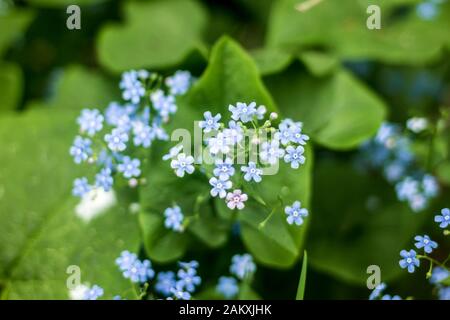 Primi primavera.Little fiori blu Brunnera macrophylla (Siberian buster) in un giardino.Macro foto.sfondo per un sito su fiori, piante e viaggi. Foto Stock
