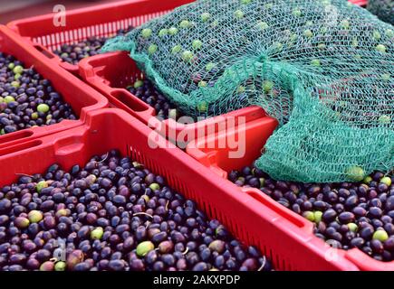 Casse di olive mature dopo il raccolto portato al frantoio per la pressatura da piccola azienda agricola locale Foto Stock