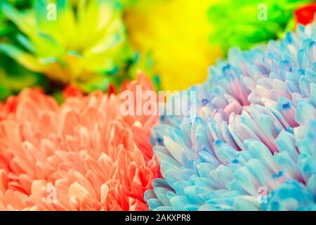 Sfondo di coloratissimi fiori di crisantemo, blu, rosa, giallo, arancio, close up Foto Stock