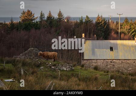 Tra parentesi invernale HDR immagine di un solitario Highland mucca, Bos primigenius () taurus, roaming libero sulla penisola di Applecross, Scozia. Il 31 Dicembre 2019 Foto Stock