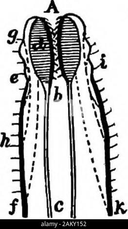 Prima lezione di zoologia : adatta per l'uso nelle scuole . vasi sanguigni con i loro rami di collegamento osservati, nonchèla il canale alimentare e il sistema nervoso. Questo worm è molto vorace, spingendo fuori la sua pharynxand cogliendo la sua preda con i suoi due grandi denti faringea * Darwin. Formazione di stampo vegetale tlirough l'azione del worm. 42 primo insegnamento di Zoologia. (Fig. 56). Esso secerne un fluido yiscid il suo rivestimento foro, upwhicli si muove, spingendo la stessa lungo con le setole. Di notte non si lascia il suo foro,nuoto sul surfaceof l'acqua.* Il corpo è costituito da fromone centinaia a due hun- Foto Stock