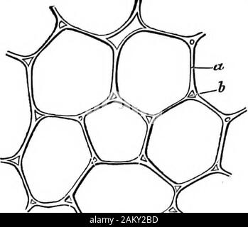 Come colture growA trattato sulla composizione chimica, la struttura e la vita dell'impianto, per tutti gli studenti di agricoltura .. . Ce. Nello studio di molti dei maturer parti di piante, vale a dire:come hanno cessato per ingrandire, come il full-sized foglia, theperfectly formata di legno, ecc., troviamo le cellule non cor-rispondono alla descrizione appena fatta. Nella forma esterna,spessore, e l'aspetto della parete cellulare e especiallyin il carattere del contenuto, vi è indefinita varietà.Ma questo è il risultato del cambiamento in celle originali, che,così lontano come le nostre osservazioni si estendono, sono sempre, in un primo momento,forme Foto Stock