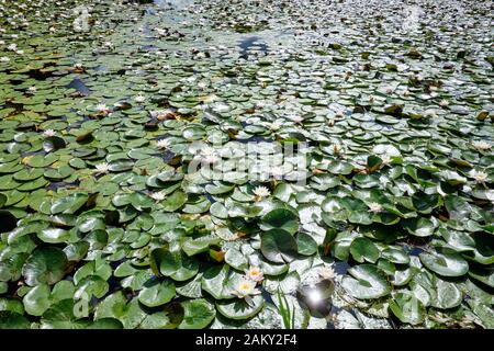 Un sacco di gigli d'acqua in una libbra Foto Stock