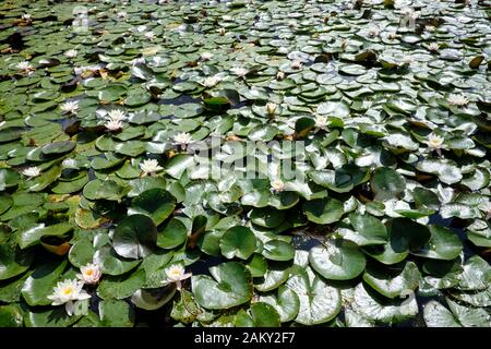 Un sacco di gigli d'acqua in una libbra Foto Stock