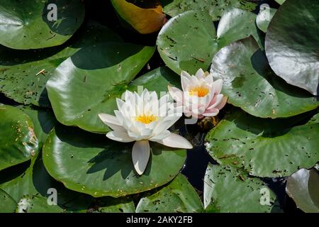 Un sacco di gigli d'acqua in una libbra Foto Stock