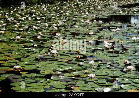 Un sacco di gigli d'acqua in una libbra Foto Stock