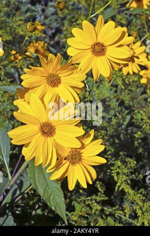 i fiori gialli di topinambour Foto Stock