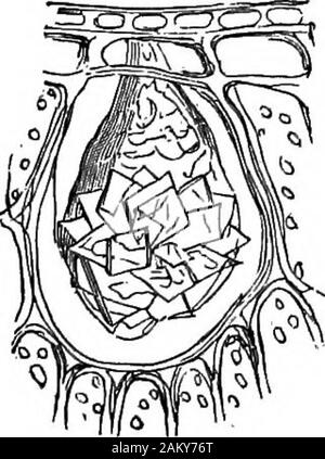 Come colture growA trattato sulla composizione chimica, la struttura e la vita dell'impianto, per tutti gli studenti di agricoltura .. . Sh-percentuale wastwice così grande come quella della terra-piante. Queste sostanze insolubili possono essere interamente unes-sential, come sembra essere il caso con la silice o, havingonce servita la vuole della pianta, può essere respinta come nolonger iiseful ed assumendo la forma insolubile, vengono nuovamente spostati dalla sfera di azione vitale e diventare come goodas materia morta. In realtà, sono escreti, sebbene non,in generale, formalmente espulso da yond i limiti dell'impianto. All, t Foto Stock