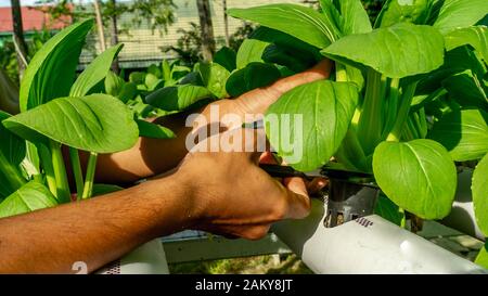 Raccolta di senape verde che è cresciuto nell'installazione Hydroponic Foto Stock