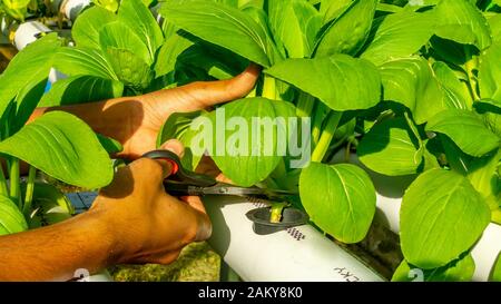 Raccolta di senape verde che è cresciuto nell'installazione Hydroponic Foto Stock