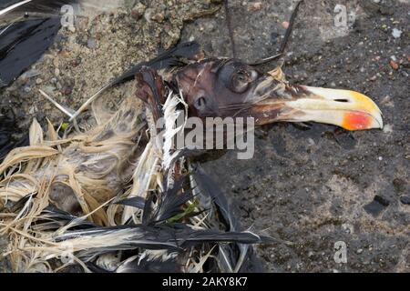 Teschio e piume di gabbiano morto Gran Nero (Larus marinus) giacente su una frangiflutti concreta, il cerchio della vita Foto Stock