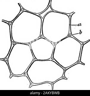 Come colture growA trattato sulla composizione chimica, la struttura e la vita dell'impianto, per tutti gli studenti di agricoltura .. . N solo essere scoperto su l'espulsione dal calore o altri-saggio,-e può essere designato come l'acqua igroscopica ofvegetation. La quantità di acqua contenuta nella fresca o aria-asciutto questione vegetale è in costante evoluzione fluttuante con latemperatura e la secchezza dell'atmosfera. 2. La Cellulosa Gbottp, oe l'amiloidi.Questo gruppo comprende cellulosa, amido, inulina, destrina, gomma, lo zucchero di canna. Lo zucchero della frutta e zucchero d'uva. Questi corpi, specialmente cellulosa e amido, formare byf Foto Stock