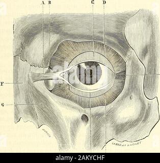 Traité d'anatomie topographique avec le applicazioni a la chirurgie . Éeà la faccia a interne de lorbite, gouttière limitée en avant et en arrière par deuxcrêtes saillantes appartenant, la première à la branche montante du maxillairesupérieur, la seconde à los unguis. Cette gouttière est assez profonde pour costitui- LACRYMAL SAC. 227 tenir la moitié environ du sac lacrymal, la moitié postérieure et interne, ensorte que Celui-ci nest accessibile à lextérieur que par sa moitié antérieure etexterne ; ce rapport immédiat du sac avec la paroi orbitaire interne stracciatevi biencompte des tentativi faites pour créer un Foto Stock